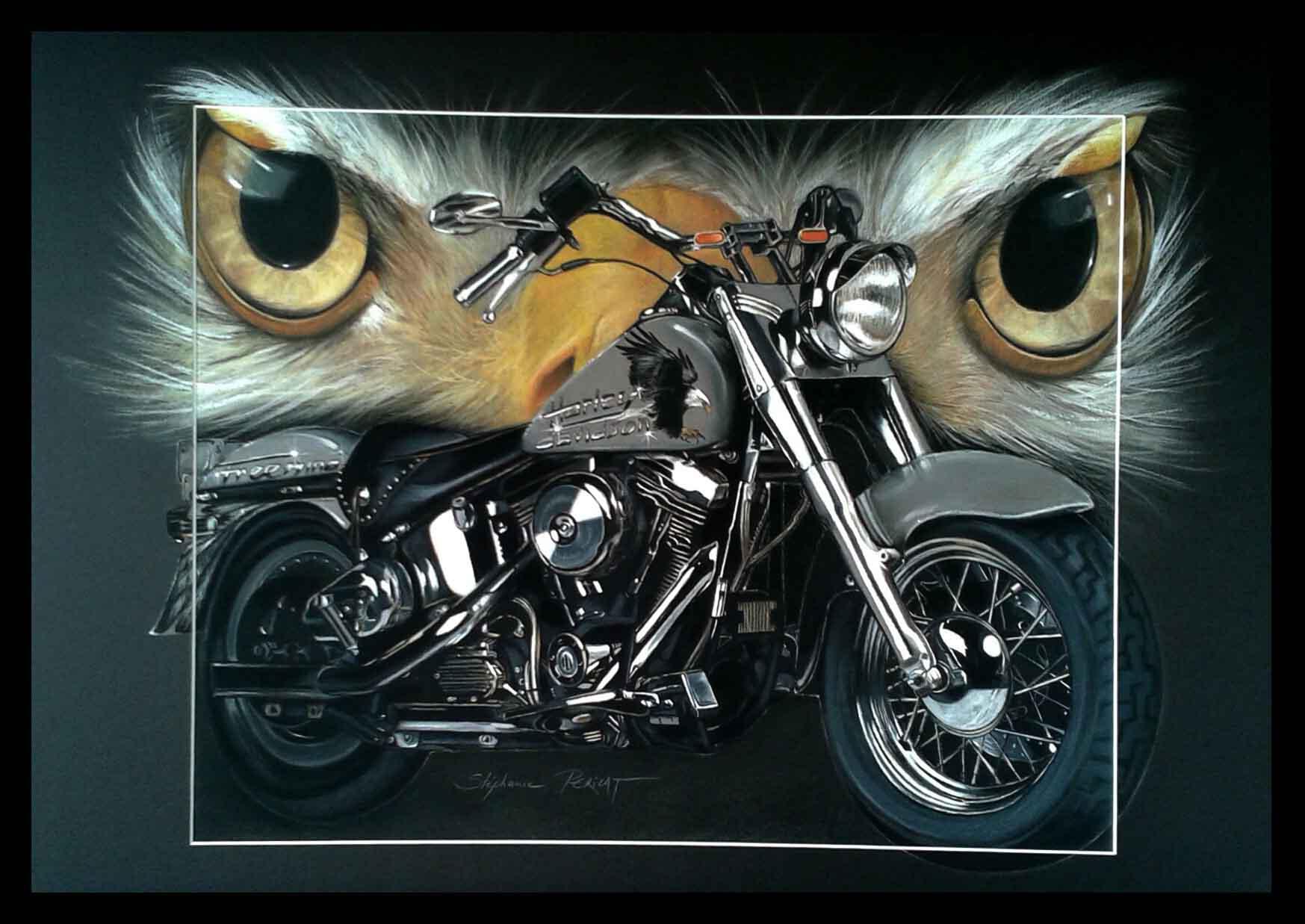 Harley Pygargue - 50 x 70 cm