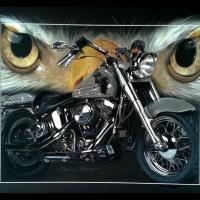Harley Pygargue - 50 x 70 cm